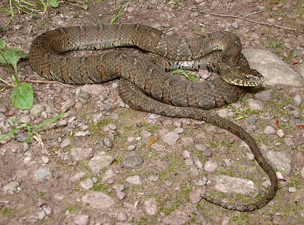 Close up of a long grayish-brown Northern Watersnake curled up with head extended.