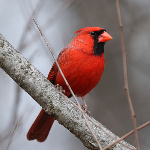 Northern Cardinal