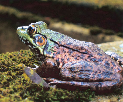 Close up of a Green Frog from the side showing its green and orange markings and large eyes.