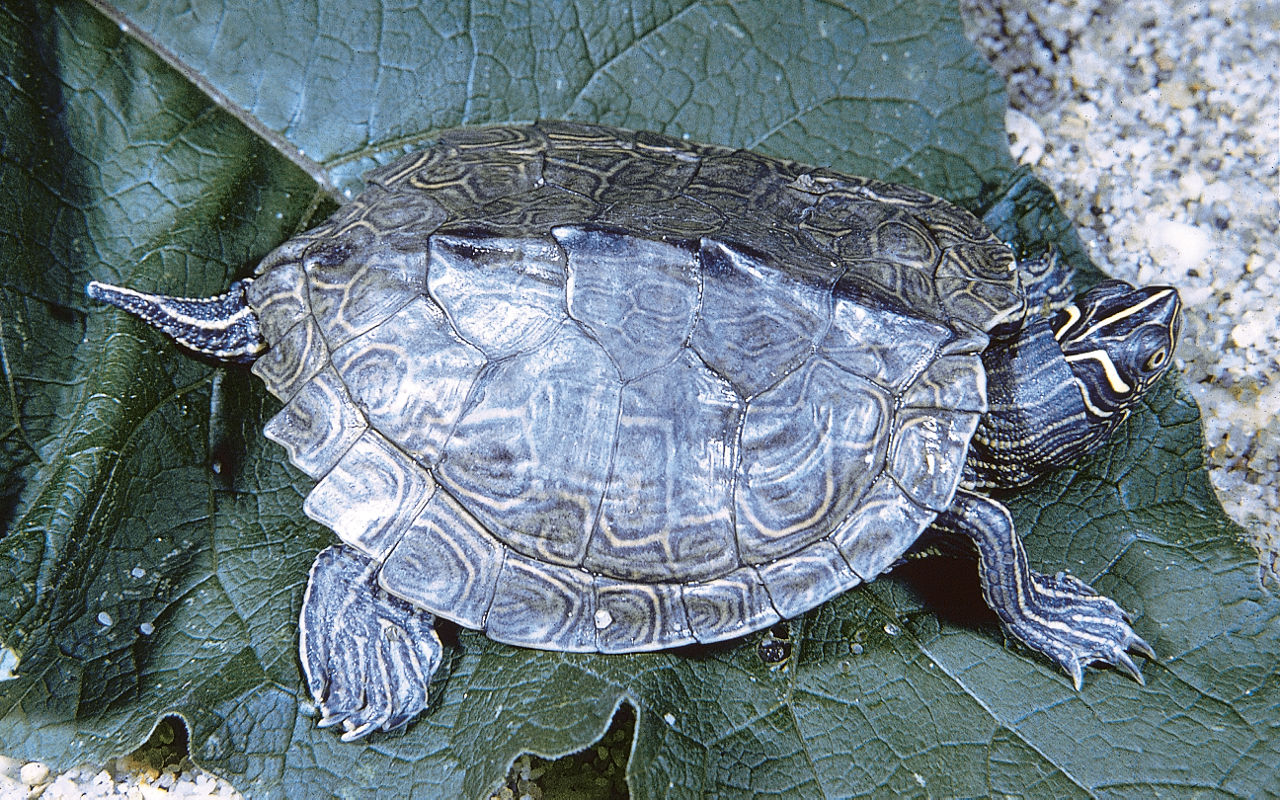 Close up of an olive brown Northern Map Turtle sitting on a large leaf. You can see the irregular pattern of thin, yellow-orange lines networking randomly across the upper shell. 