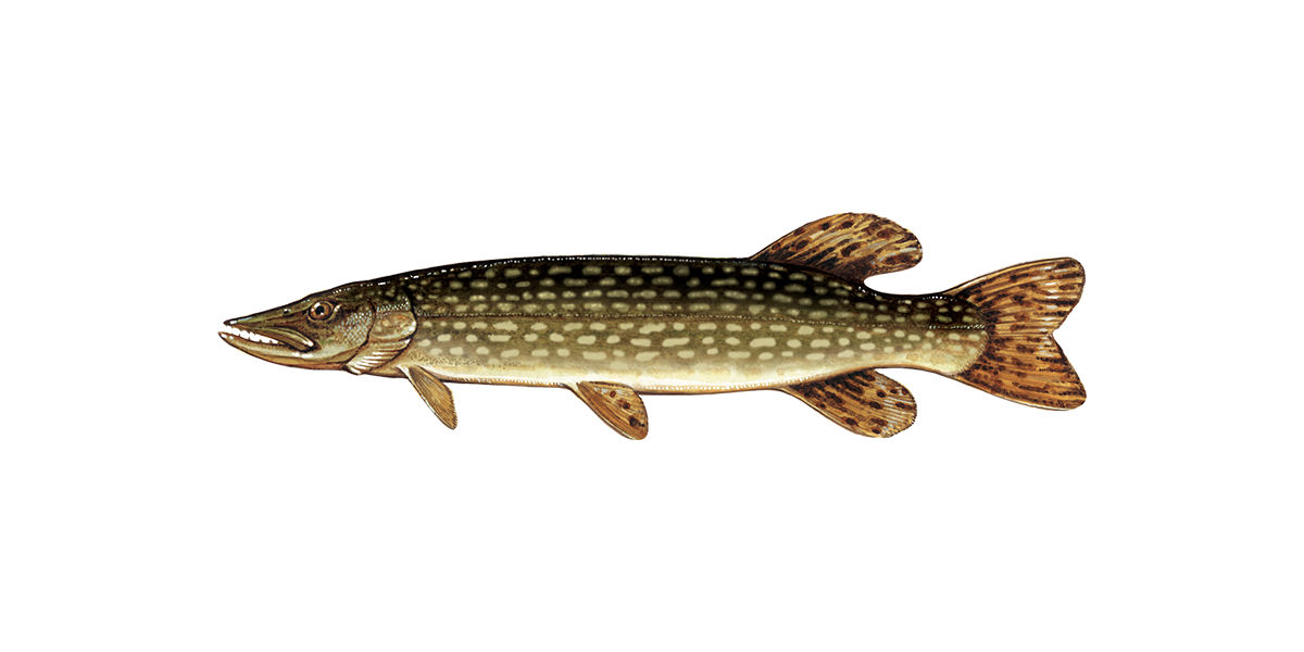 Illustration of a Northern Pike