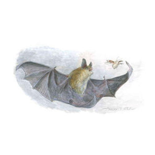 bat