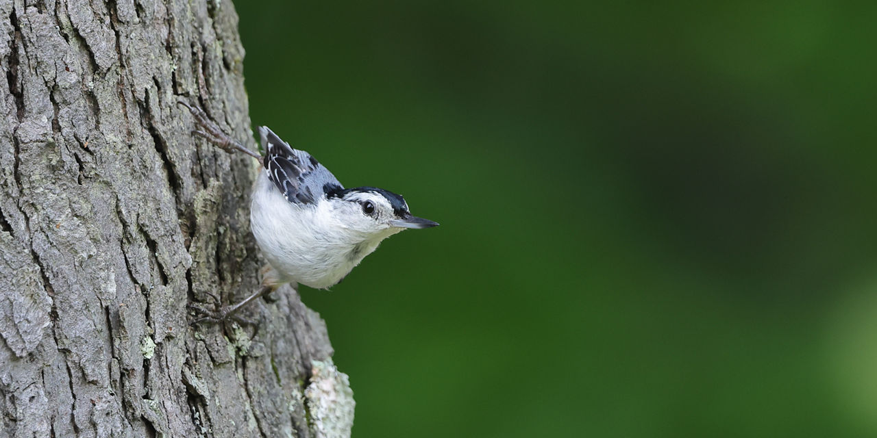 nuthatch