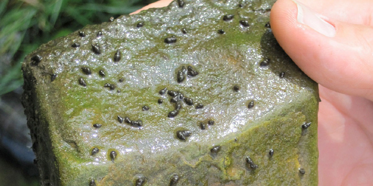 New Zealand Mud snails on rock 