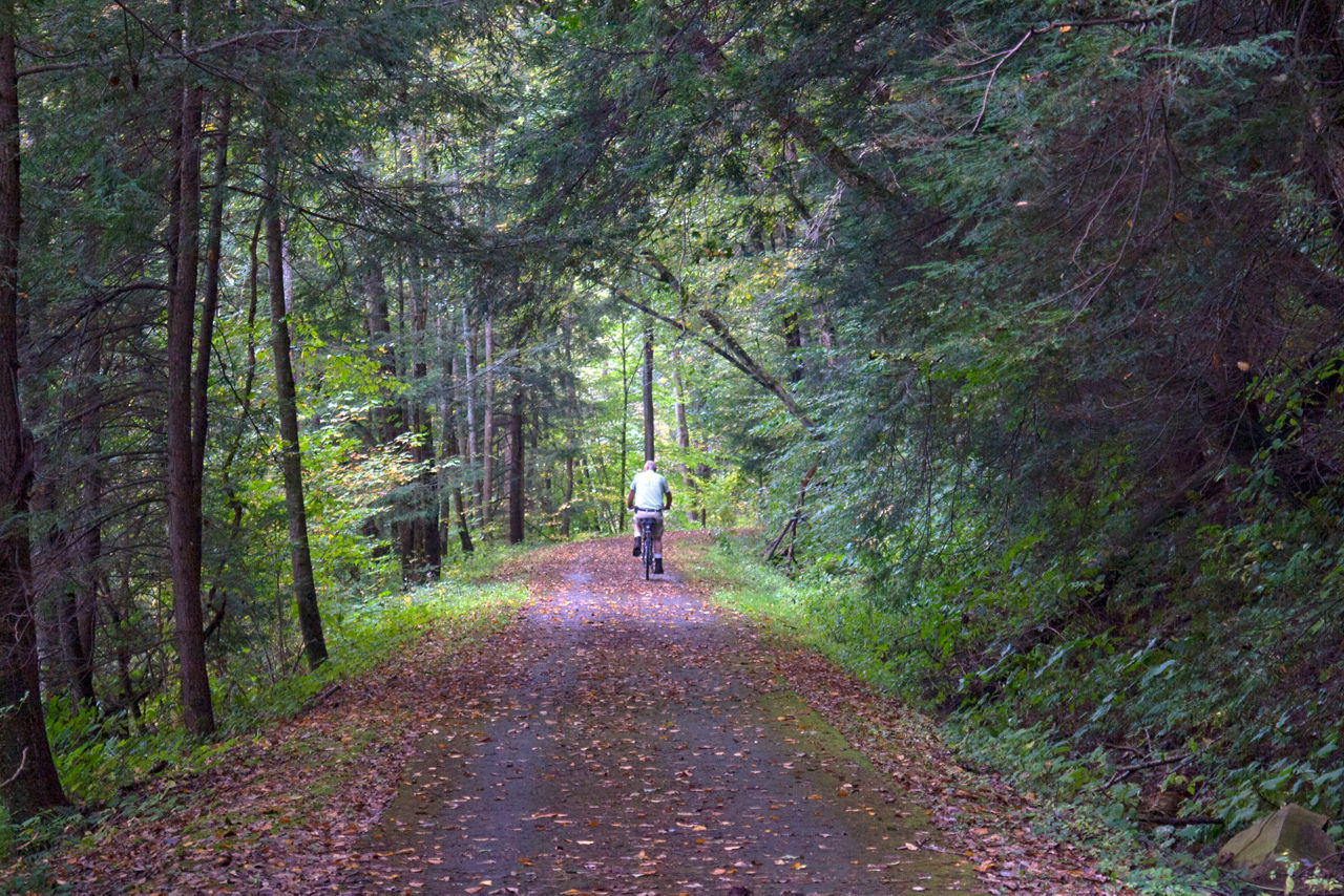 A hiker on a gravel path through an evergreen forest with autumn leaves on the ground