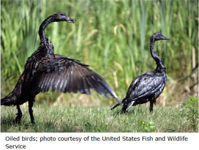 Two oiled birds