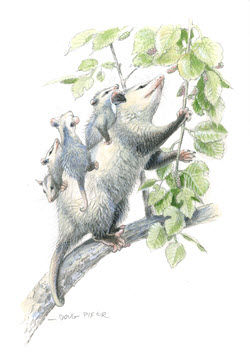 Opossum Babies