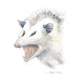 Opossum Head