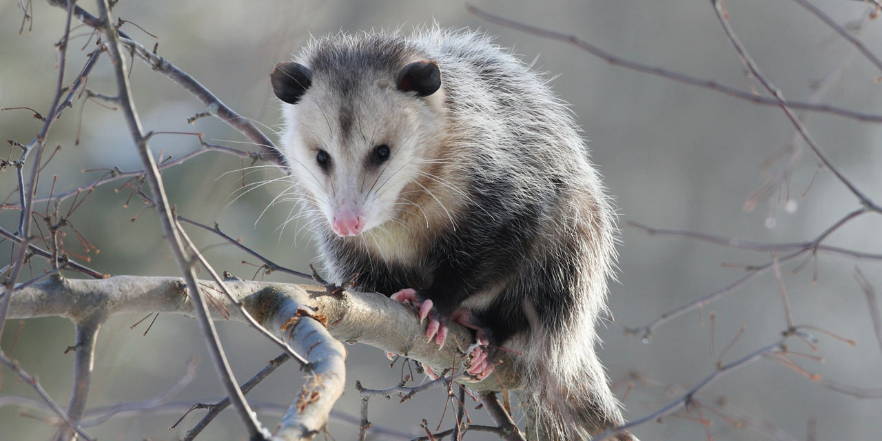 Opossum