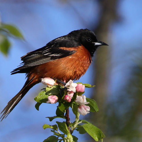 oriole