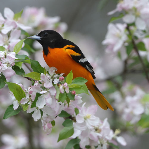 oriole