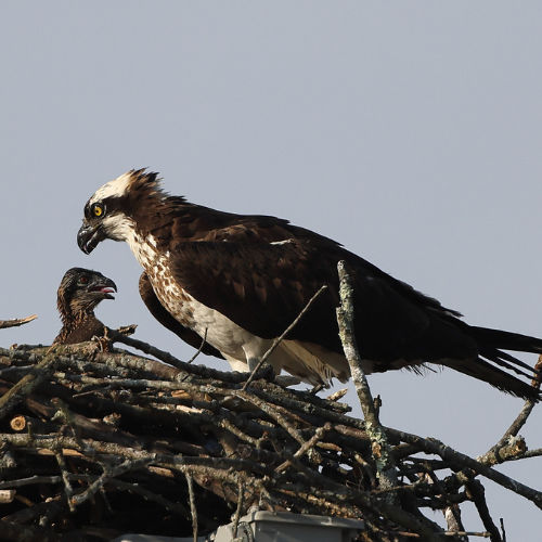 Osprey in nest