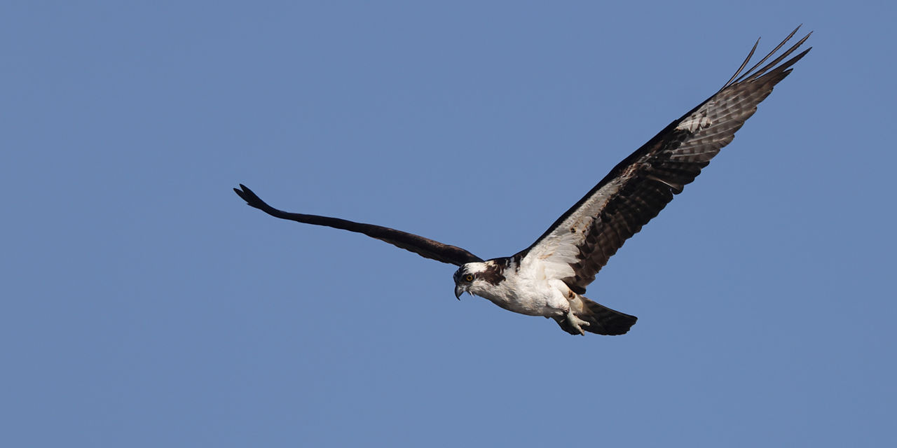 Osprey