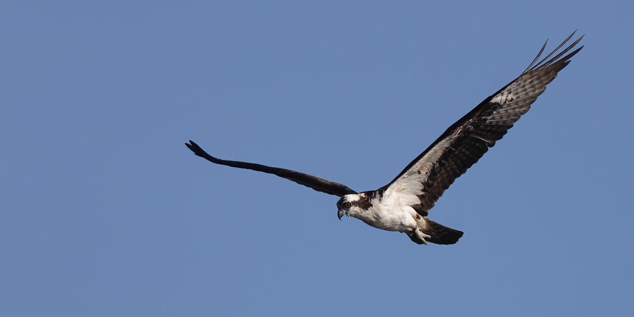 osprey