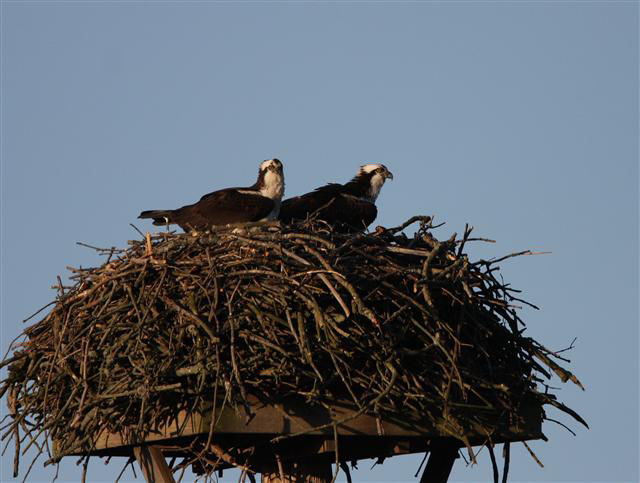 Osprey Nest