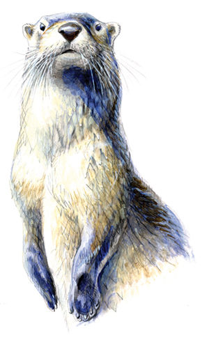 Otter