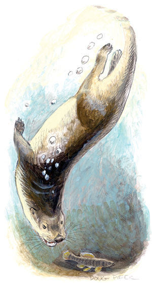 Otter