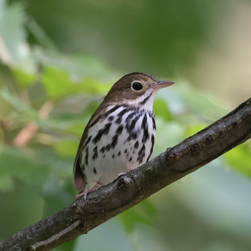 ovenbird