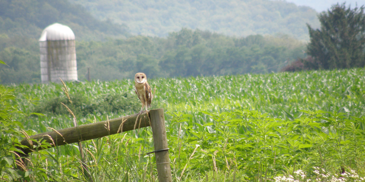 barn owl 