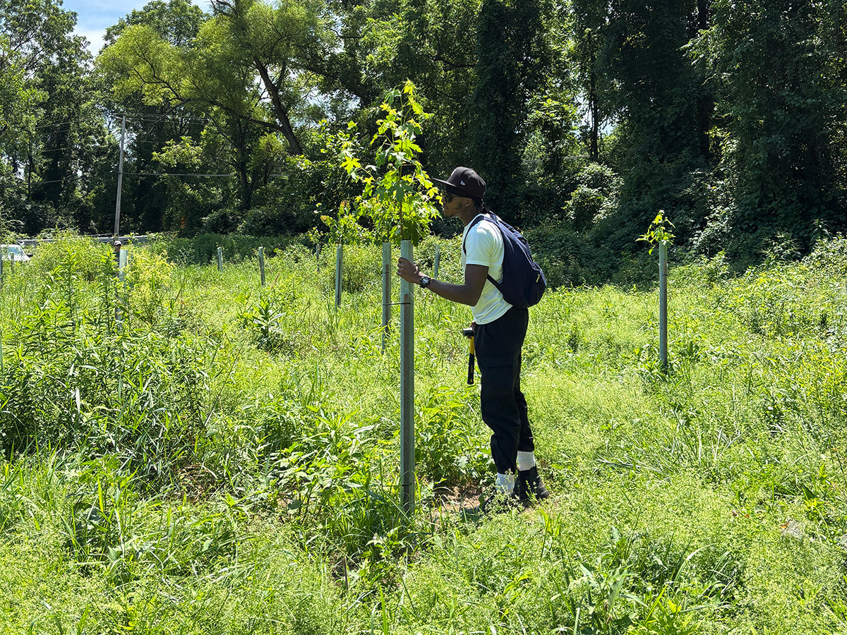 A PA Outdoor Corps member helps plant a tree in a grassy area.