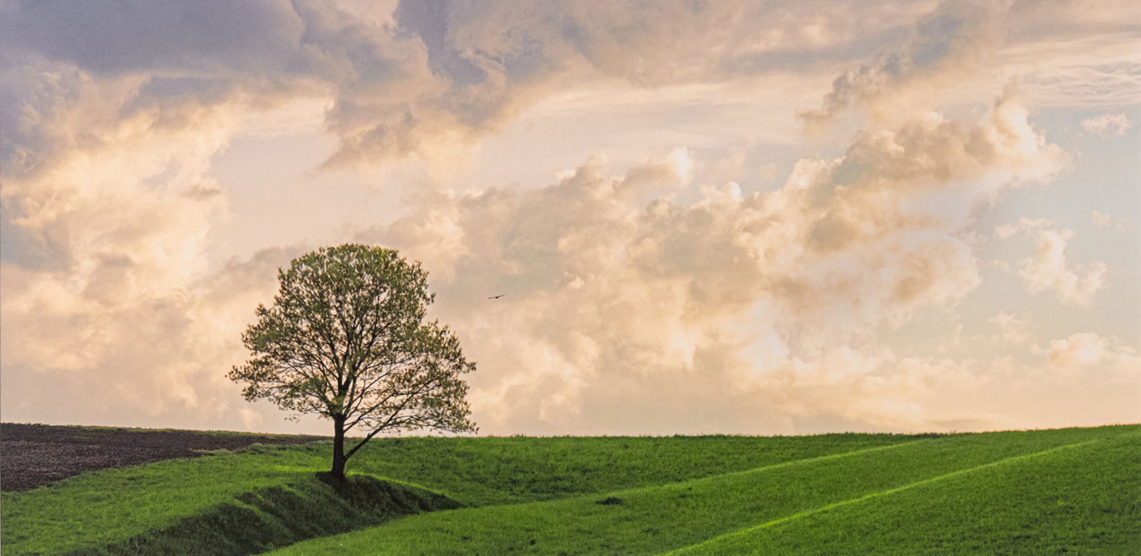 landscape with one tree, dramatic cloud and a singular bird in flight