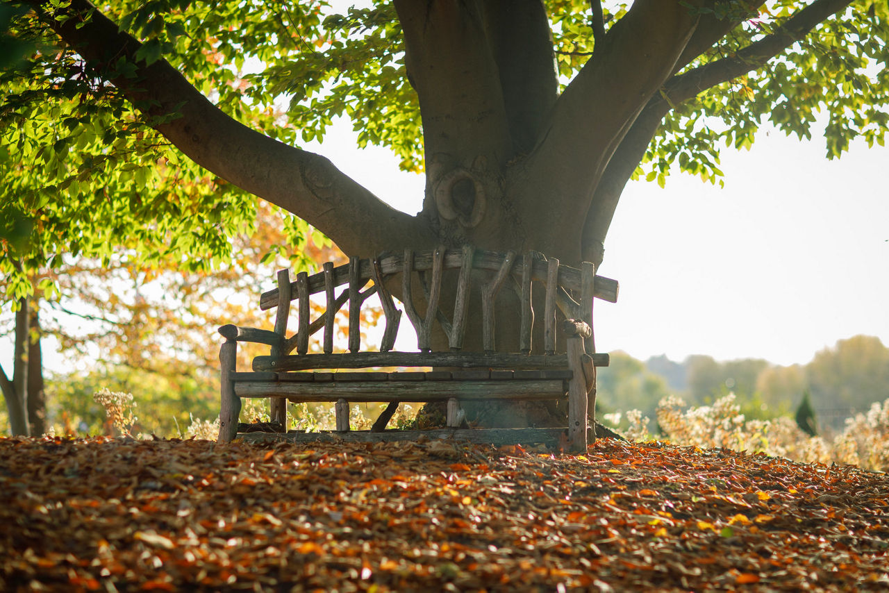 Rustic wooden bench under a large tree