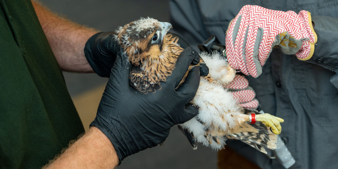 peregrine banding bird