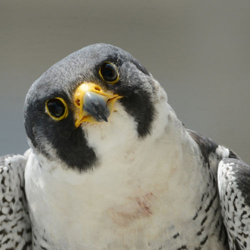 Peregrine Falcon