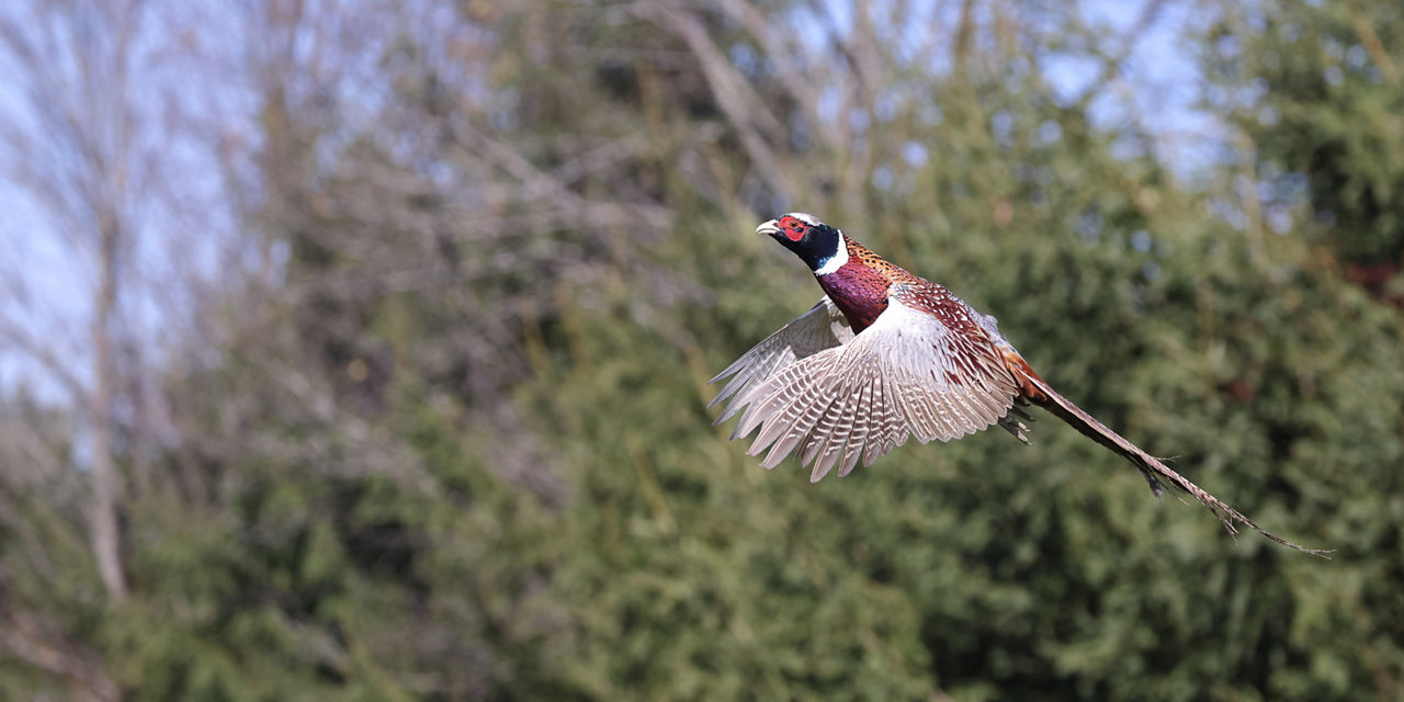 pheasant