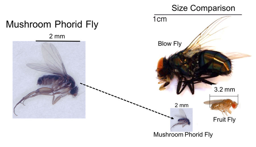 Phorid Fly