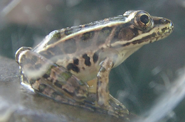 Close-up of a Pickerel Frog with white lines and brown spots sitting on a rock