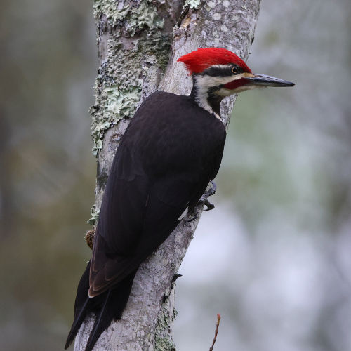 pileated woodpecker