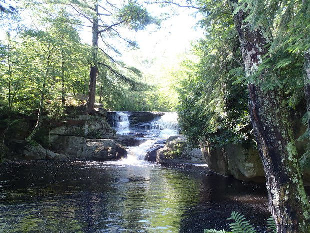 waterfall in forested area