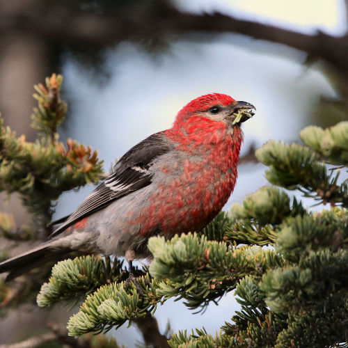 pine grosbeak in tree