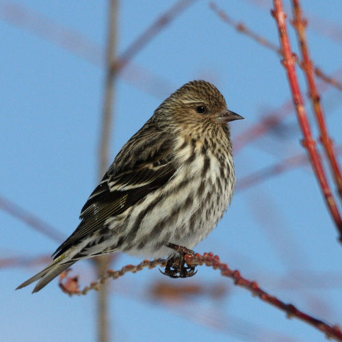 pine siskin