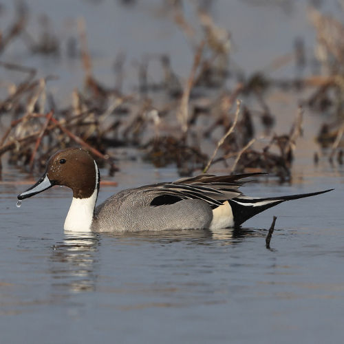 Northern Pintails