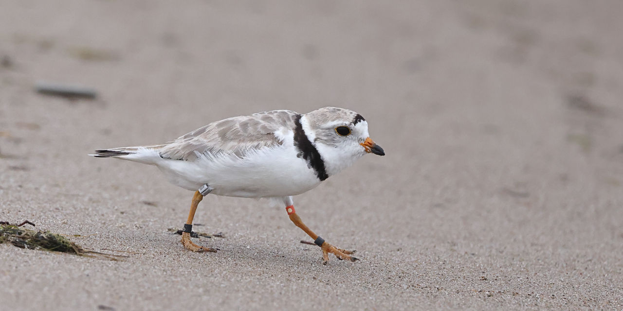 piping plover