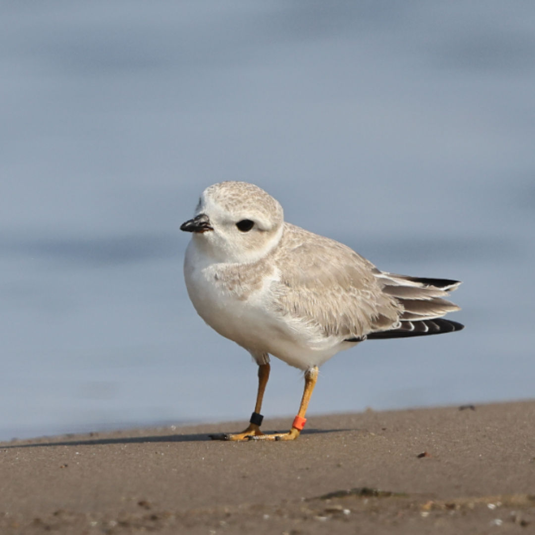 plover banded