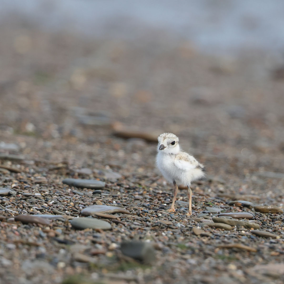 plover chick