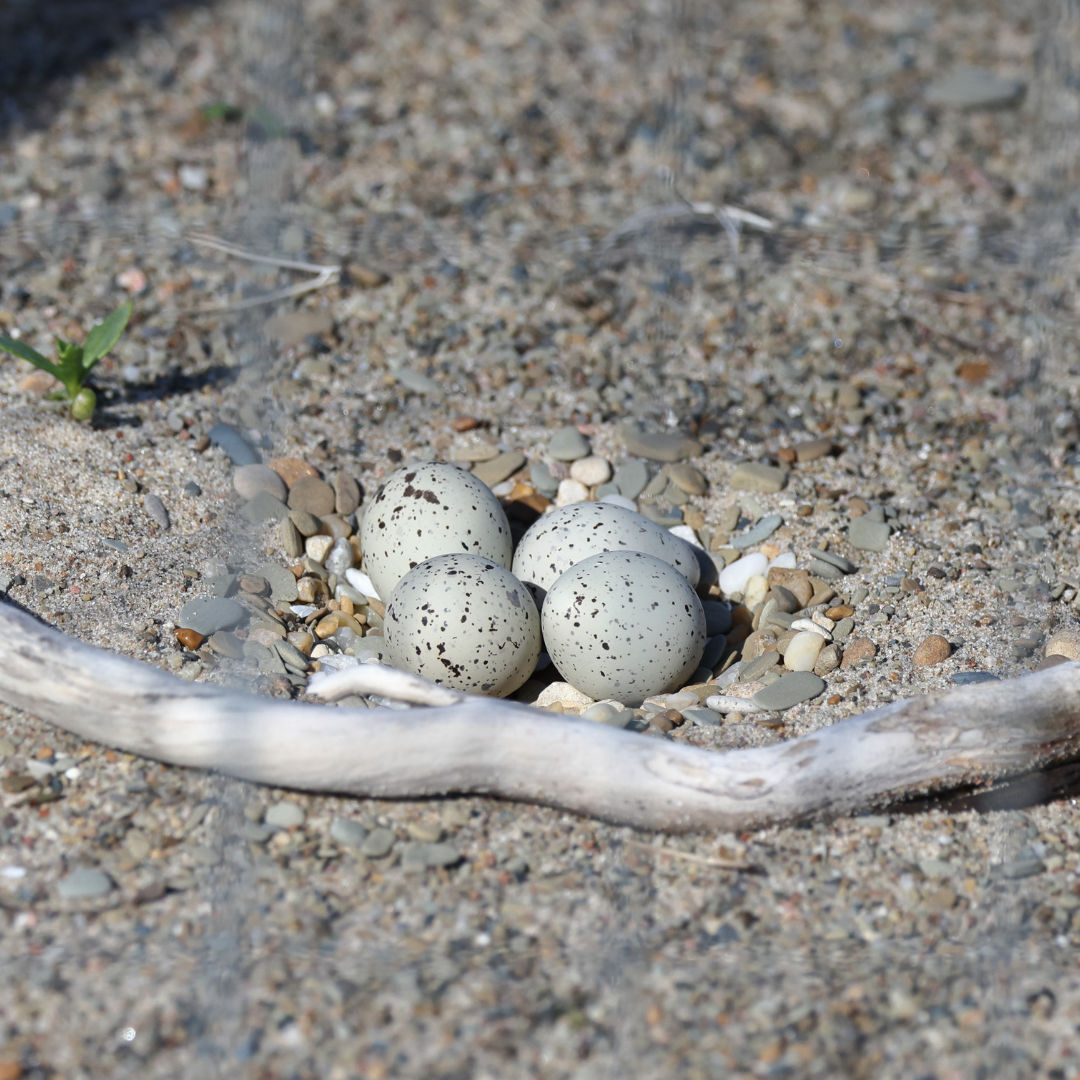 plover eggs