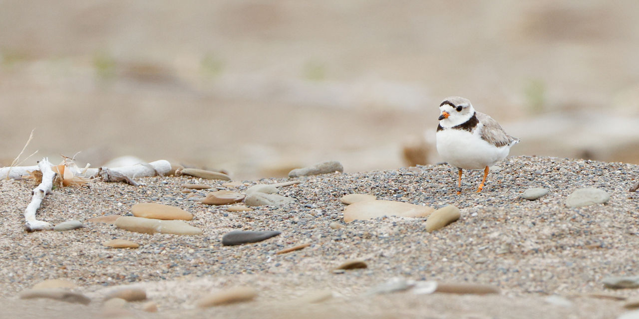plover