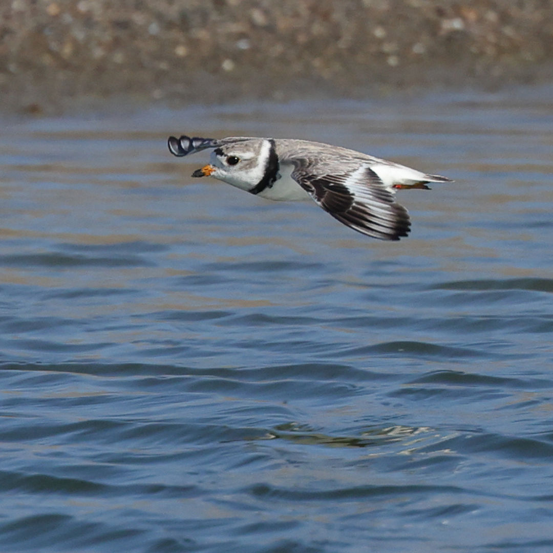 plover in flight