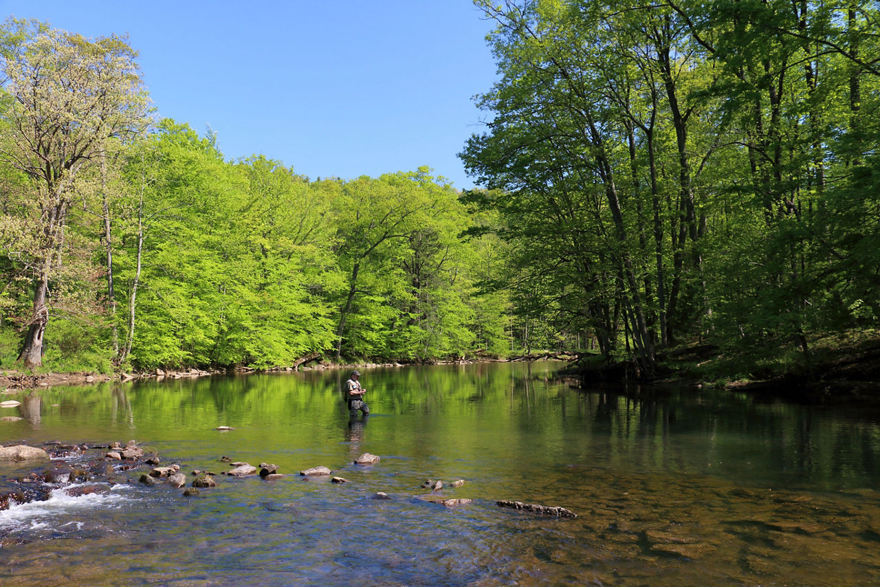 A spring scene of a lake surrounded by trees with buds or new leaves