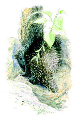 porcupine