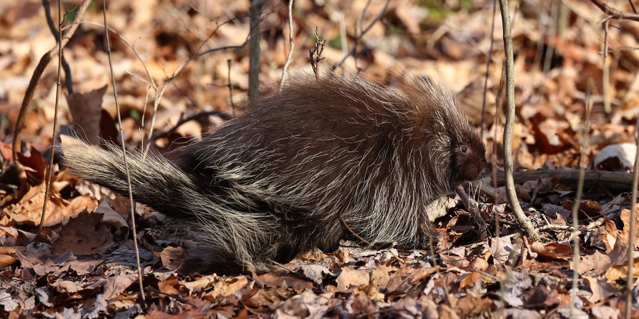 porcupine