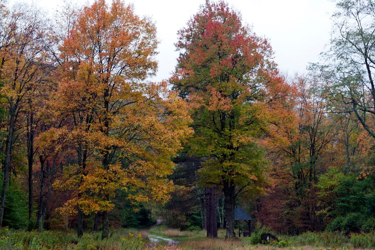 A forest of deciduous trees showing their autumn colors