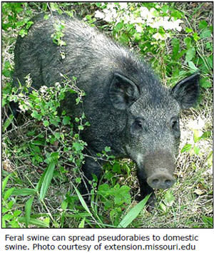 Feral swine can spread pseudorabies to domestic swine  