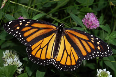 Monarch Butterfly with wings spread