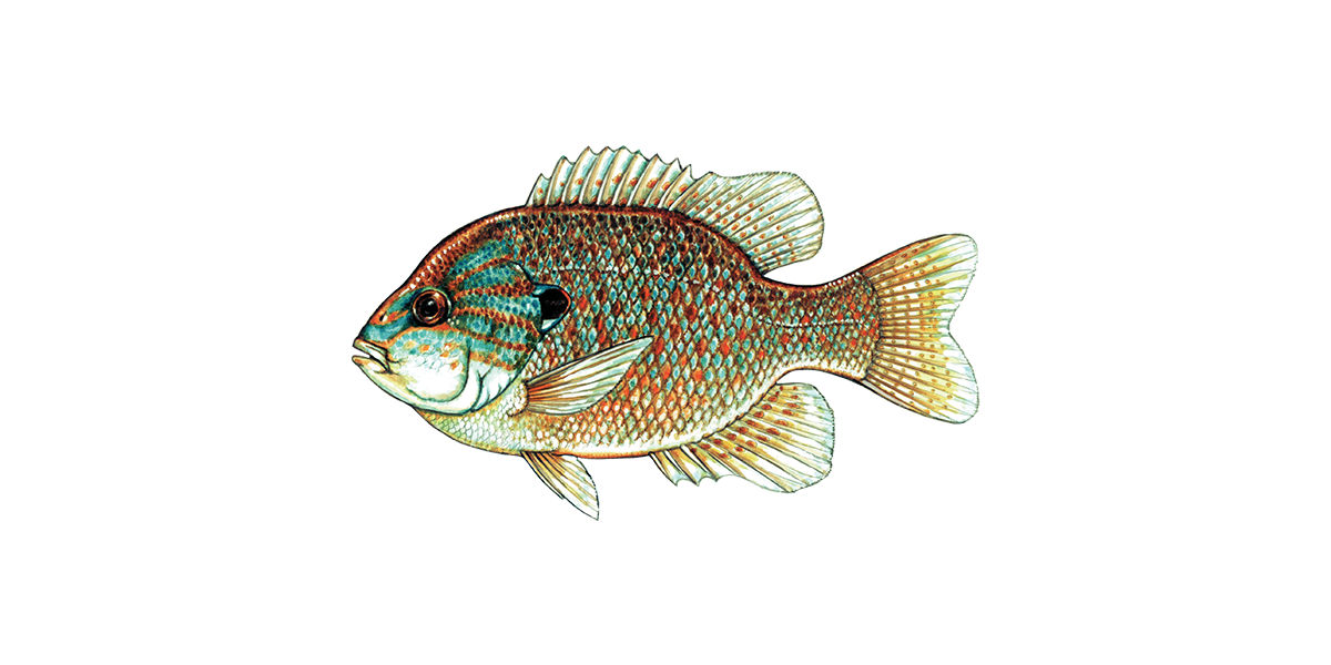 Illustration of a Pumpkinseed