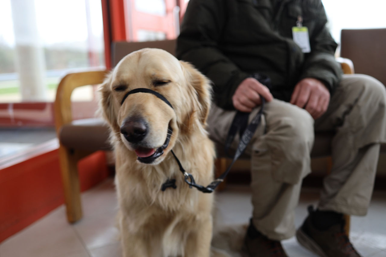 A golden retriever service dog sits on a leash next to his owner.